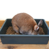 bac à litière pour lapin